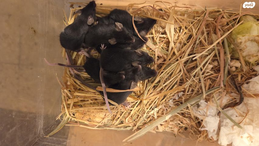 תמונת מודעה - חיות מחמד