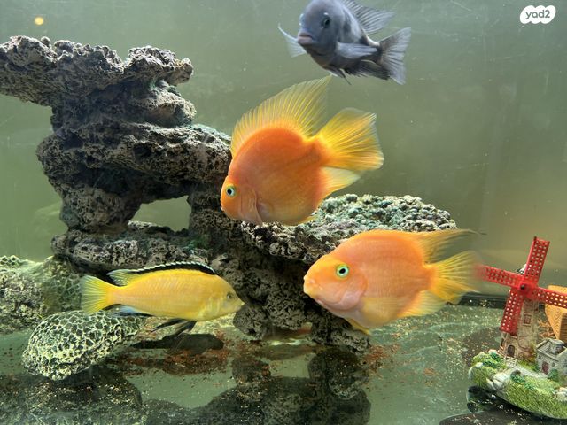 תמונת מודעה - חיות מחמד