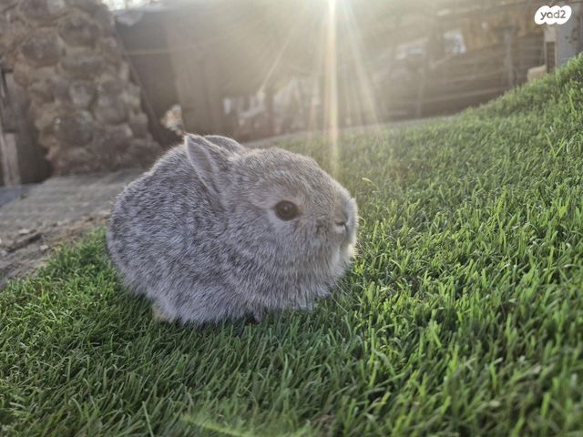 תמונת מודעה - חיות מחמד