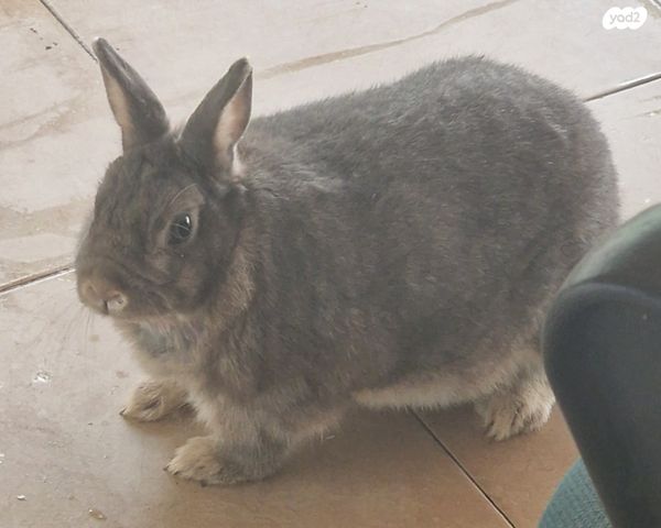 תמונת מודעה - חיות מחמד