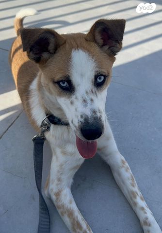 תמונת מודעה - חיות מחמד