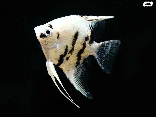 תמונת מודעה - חיות מחמד