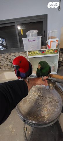 תמונת מודעה - חיות מחמד