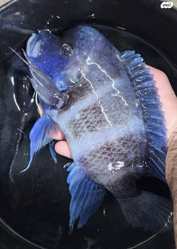 תמונת מודעה - חיות מחמד