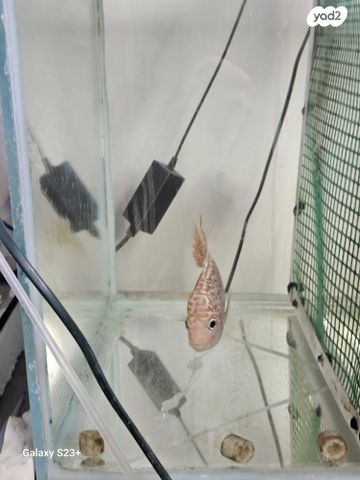 תמונת מודעה - חיות מחמד