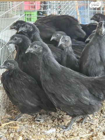 תמונת מודעה - חיות מחמד