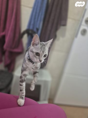 תמונת מודעה - חיות מחמד