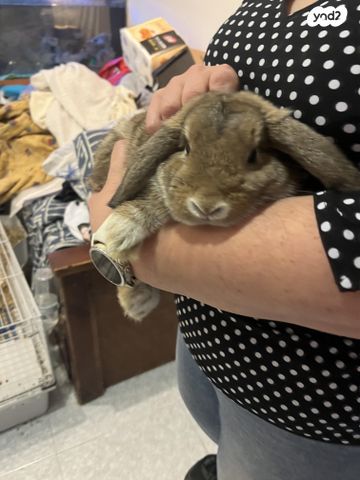 תמונת מודעה - חיות מחמד