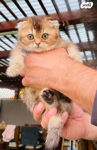 תמונת מודעה - חיות מחמד