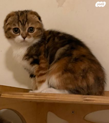 תמונת מודעה - חיות מחמד