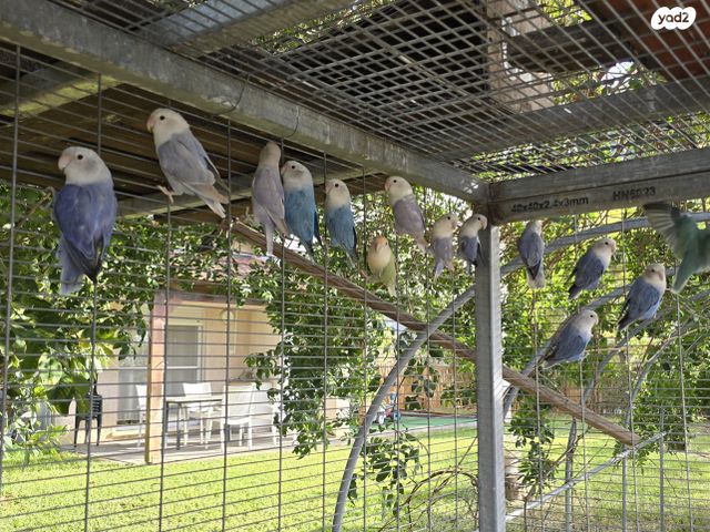 תמונת מודעה - חיות מחמד