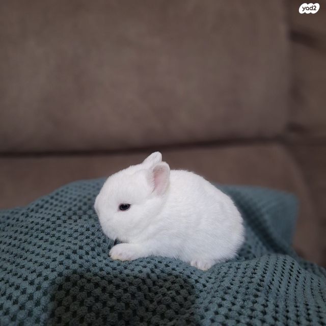 מכרסם ארנב ננסי