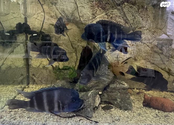 דג ציקלידים