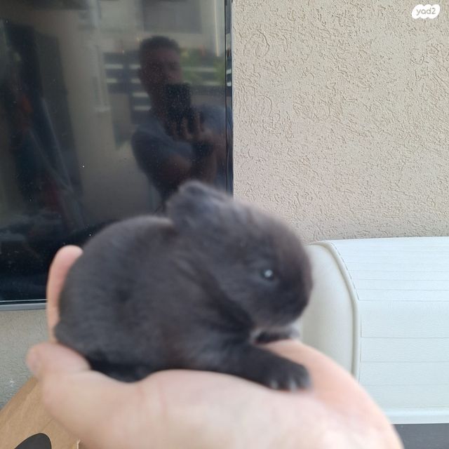 מכרסם ארנב ננסי