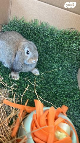 מכרסם ארנב \ שפן