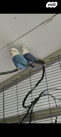 תוכי פרקיטים אוסטרלים