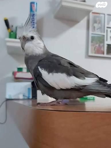 תוכי קוקוטייל