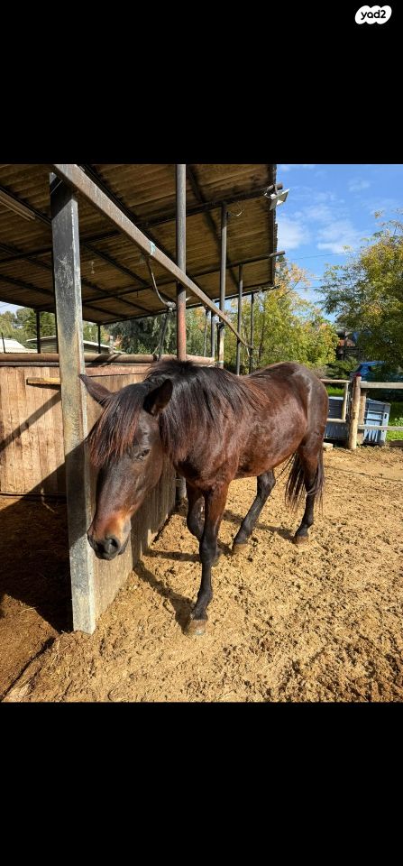 סוס סינגל פוט