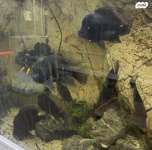 דג ציקלידים