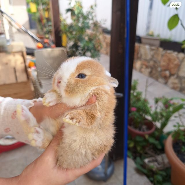 מכרסם ארנב ננסי