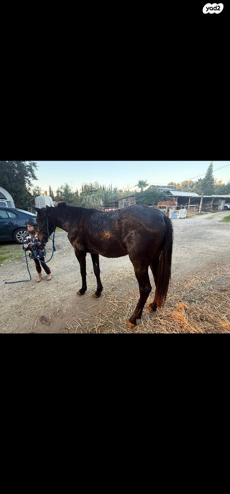 סוס סינגל פוט