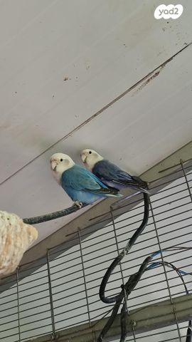 תוכי פרקיטים אוסטרלים