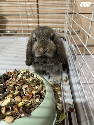 מכרסם ארנב \ שפן