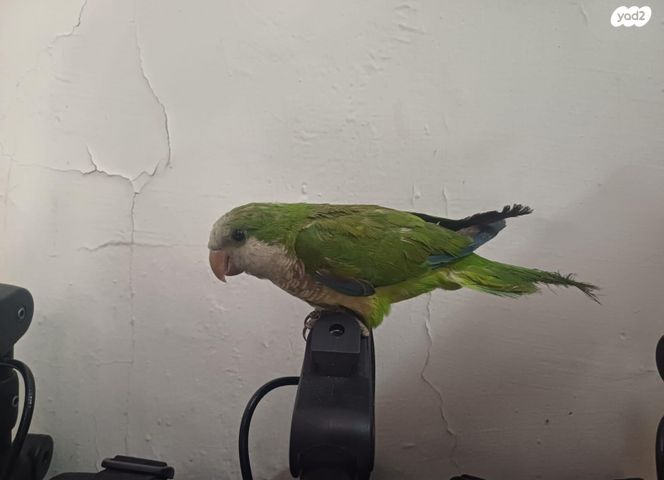 תוכי קוקוטייל