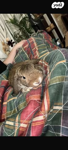 מכרסם ארנב \ שפן