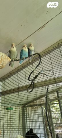 תוכי פרקיטים אוסטרלים