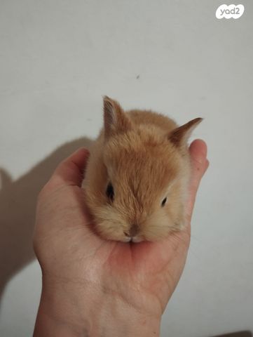 מכרסם ארנב ננסי