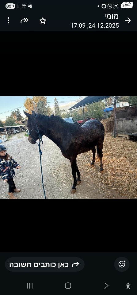 סוס סינגל פוט