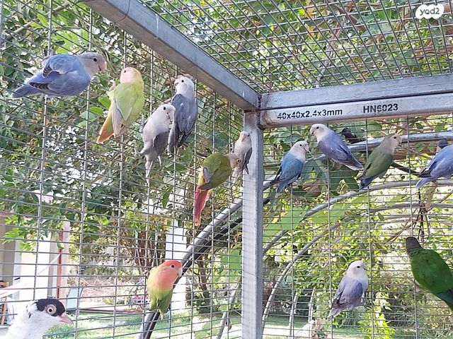 תוכי פרקיטים אוסטרלים