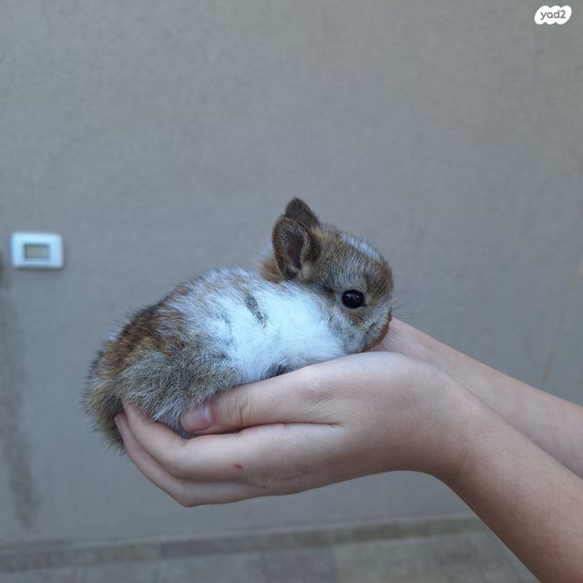 מכרסם ארנב ננסי