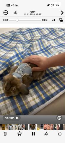 מכרסם ארנב \ שפן