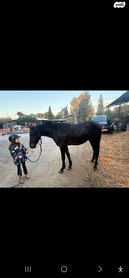 סוס סינגל פוט