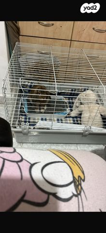 מכרסם ארנב \ שפן