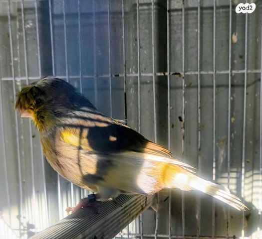 תוכי קוקוטייל