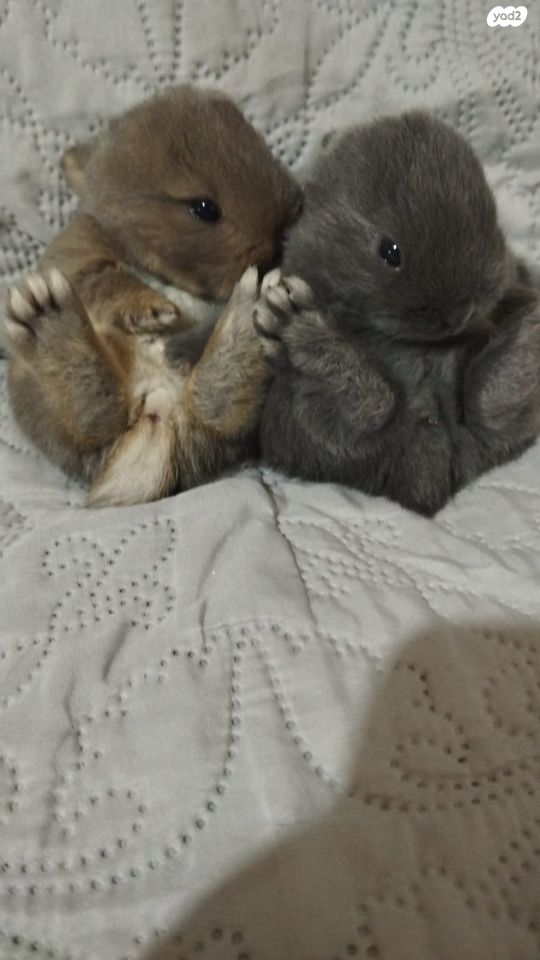 מכרסם ארנב ננסי