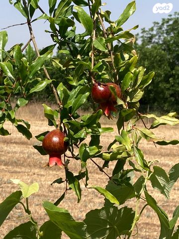 בית פרטי/ קוטג', הפלג 22, בארותיים, בארותיים