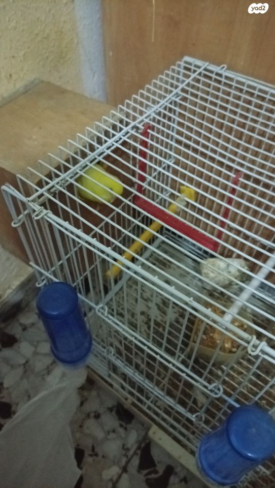 תמונת מודעה - חיות מחמד