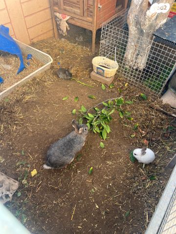 תמונת מודעה - חיות מחמד