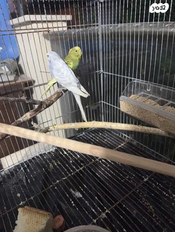 תמונת מודעה - חיות מחמד