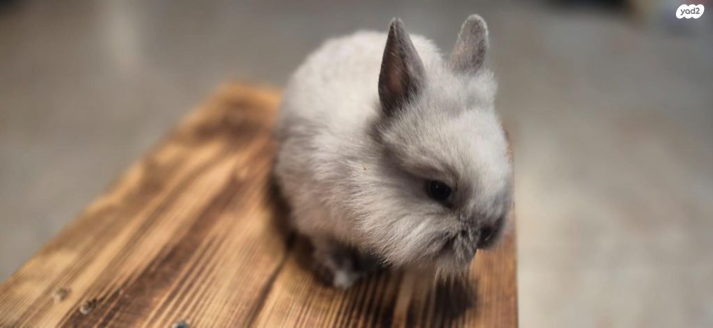 תמונת מודעה - חיות מחמד