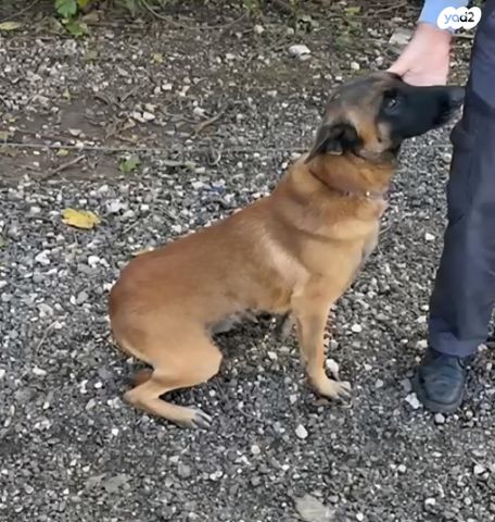 תמונת מודעה - חיות מחמד