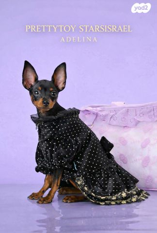 תמונת מודעה - חיות מחמד