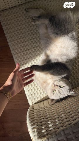 תמונת מודעה - חיות מחמד