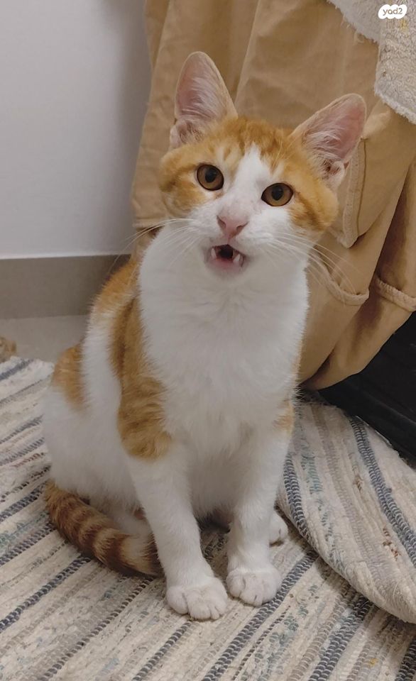 תמונת מודעה - חיות מחמד