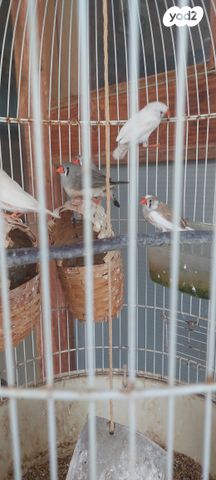 תמונת מודעה - חיות מחמד