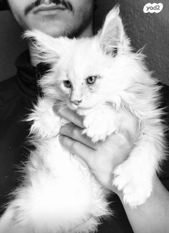 תמונת מודעה - חיות מחמד